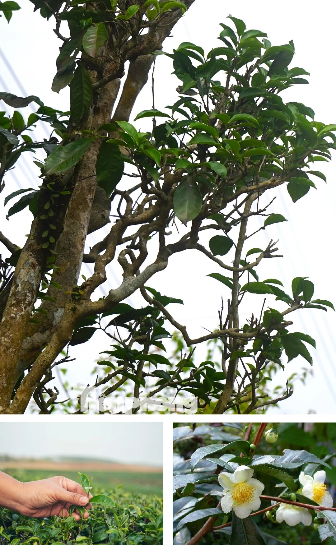 [E-Magazine]: Đằm thắm hương trà hoa mùa sương