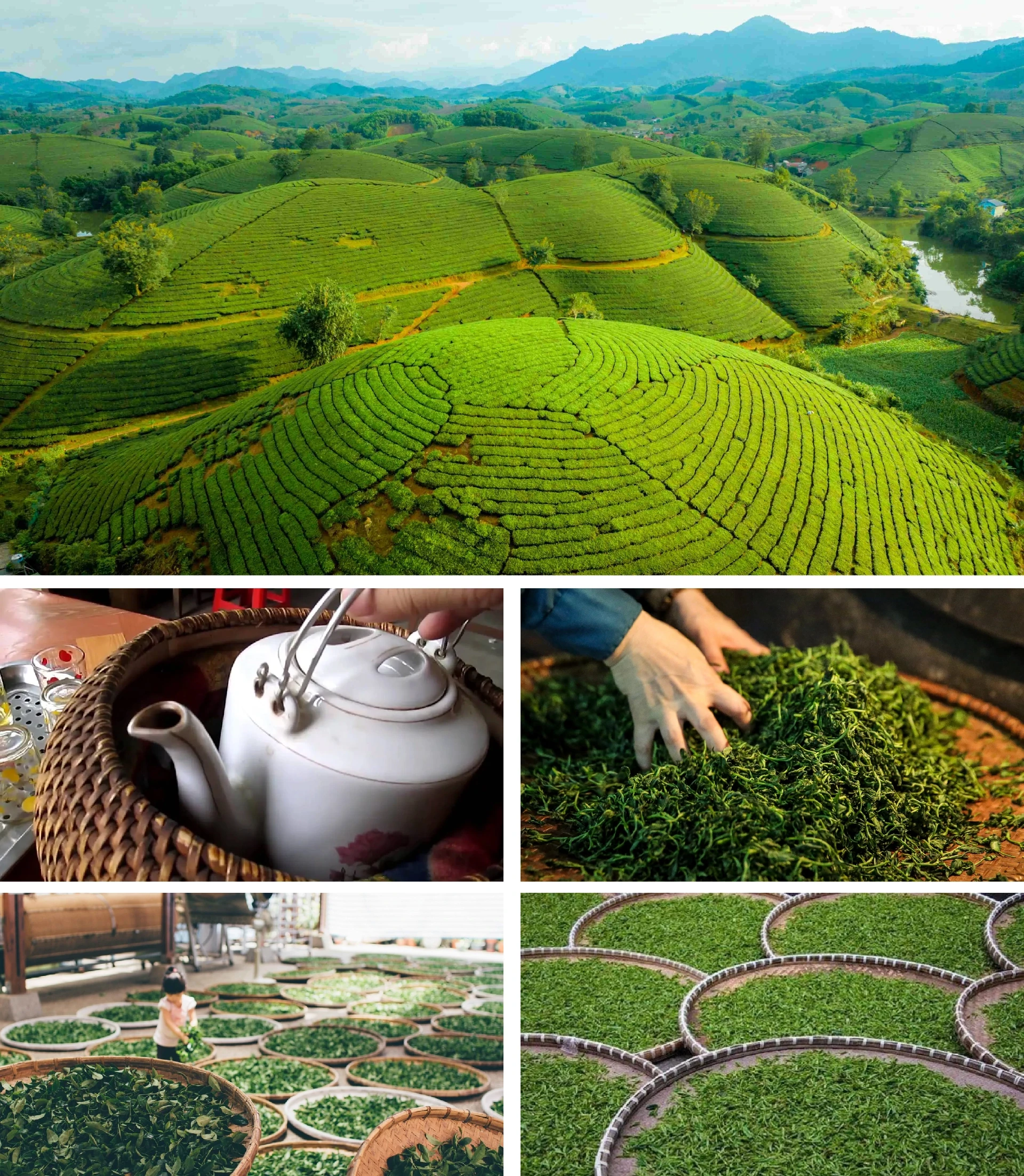 [E-Magazine]: Đằm thắm hương trà hoa mùa sương