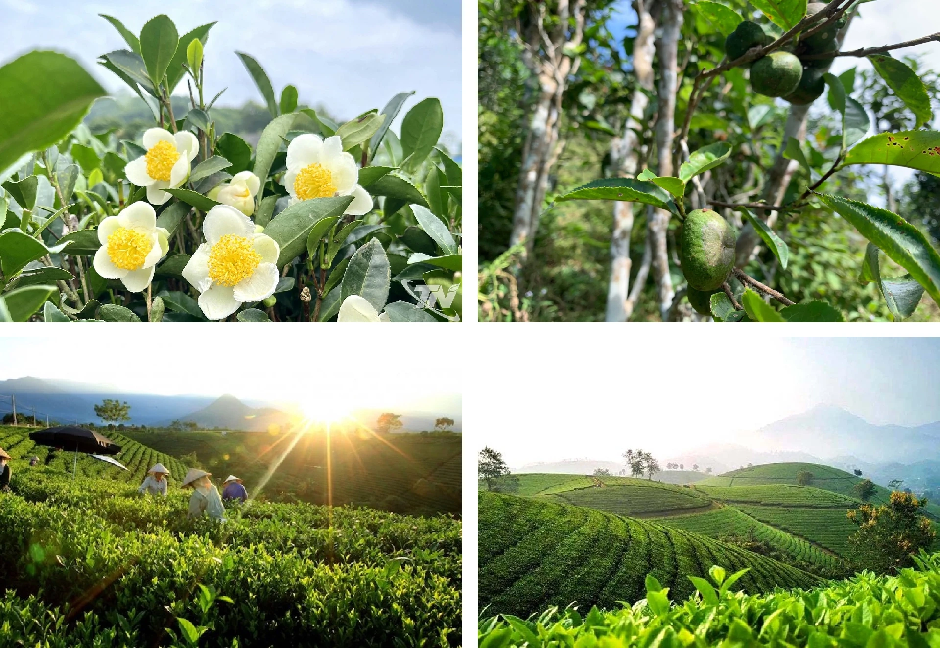 [E-Magazine]: Đằm thắm hương trà hoa mùa sương