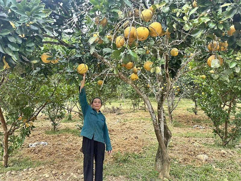 Khẳng định vai trò ngân hàng chủ lực đầu tư phát triển nông thôn