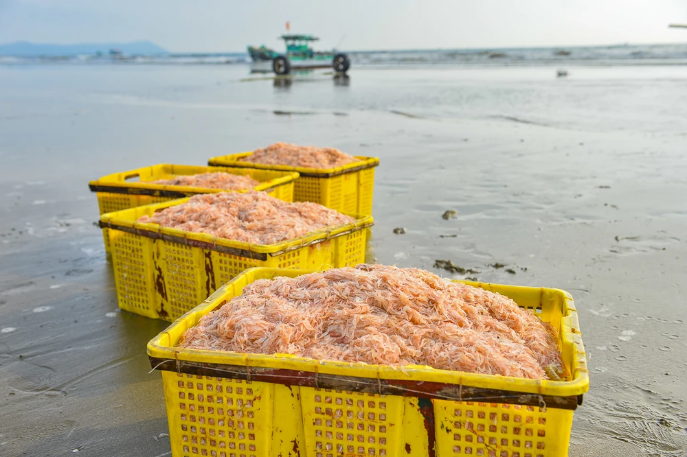 Tết Dương lịch, ngư dân ven biển xứ Thanh vẫn vươn khơi săn “lộc biển”