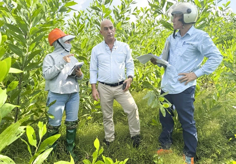 Phát triển vùng sản xuất lâm nghiệp theo hướng hữu cơ