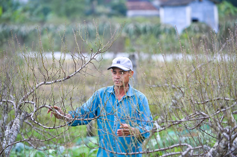 “Thủ phủ” đào phai lớn nhất xứ Thanh tất bật xuống lá đón Tết