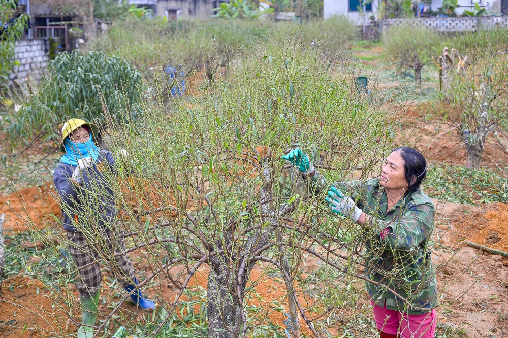 “Thủ phủ” đào phai lớn nhất xứ Thanh tất bật xuống lá đón Tết
