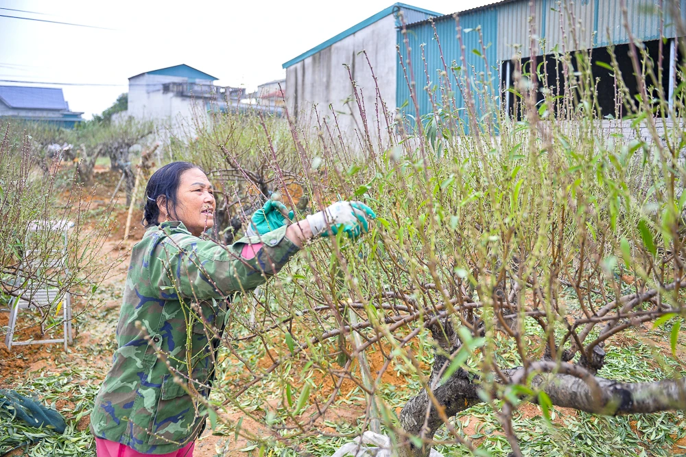 “Thủ phủ” đào phai lớn nhất xứ Thanh tất bật xuống lá đón Tết