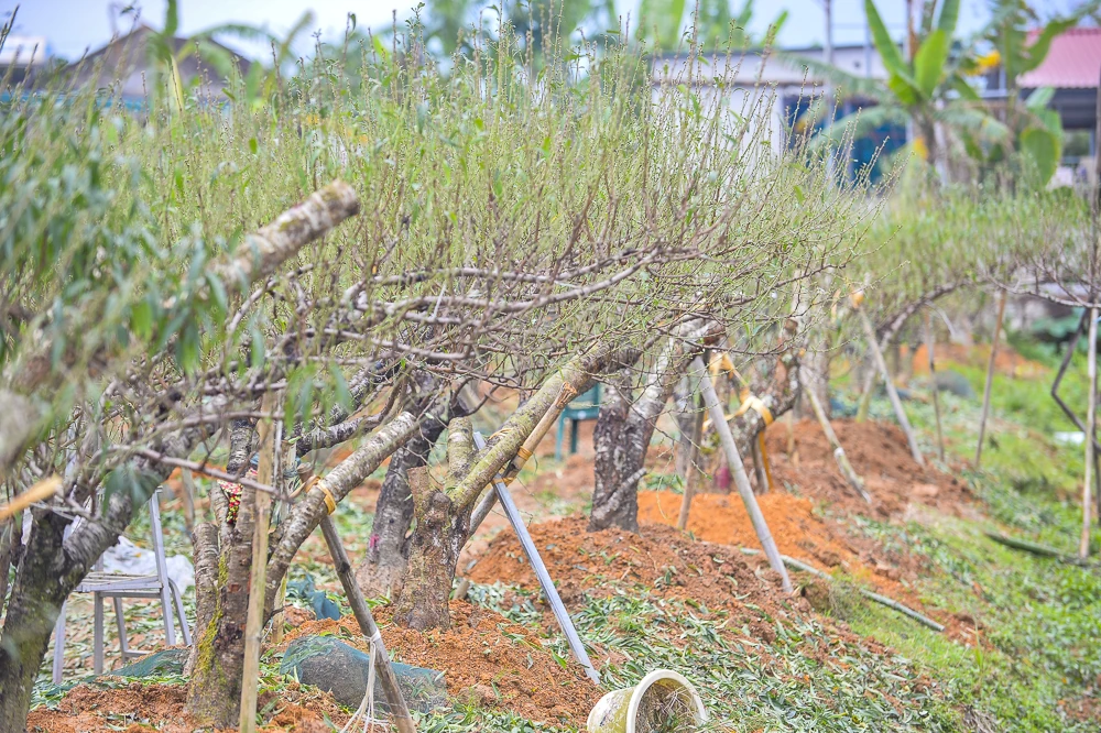 “Thủ phủ” đào phai lớn nhất xứ Thanh tất bật xuống lá đón Tết