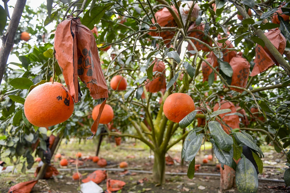 Bưởi đỏ tiến vua vào vụ Tết, khách đặt mua từ sớm