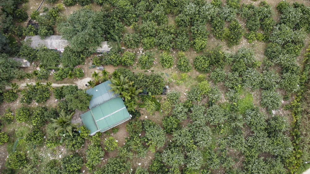 Bưởi đỏ tiến vua vào vụ Tết, khách đặt mua từ sớm