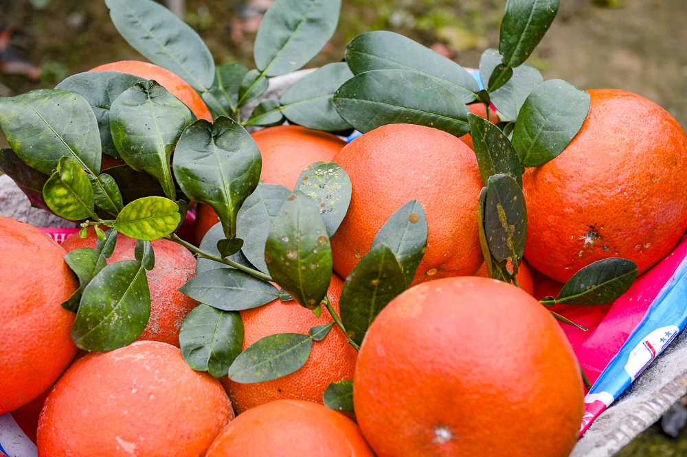 Bưởi đỏ tiến vua vào vụ Tết, khách đặt mua từ sớm