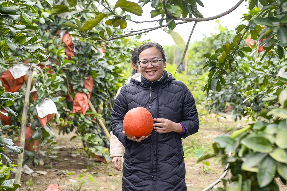 Bưởi đỏ tiến vua vào vụ Tết, khách đặt mua từ sớm