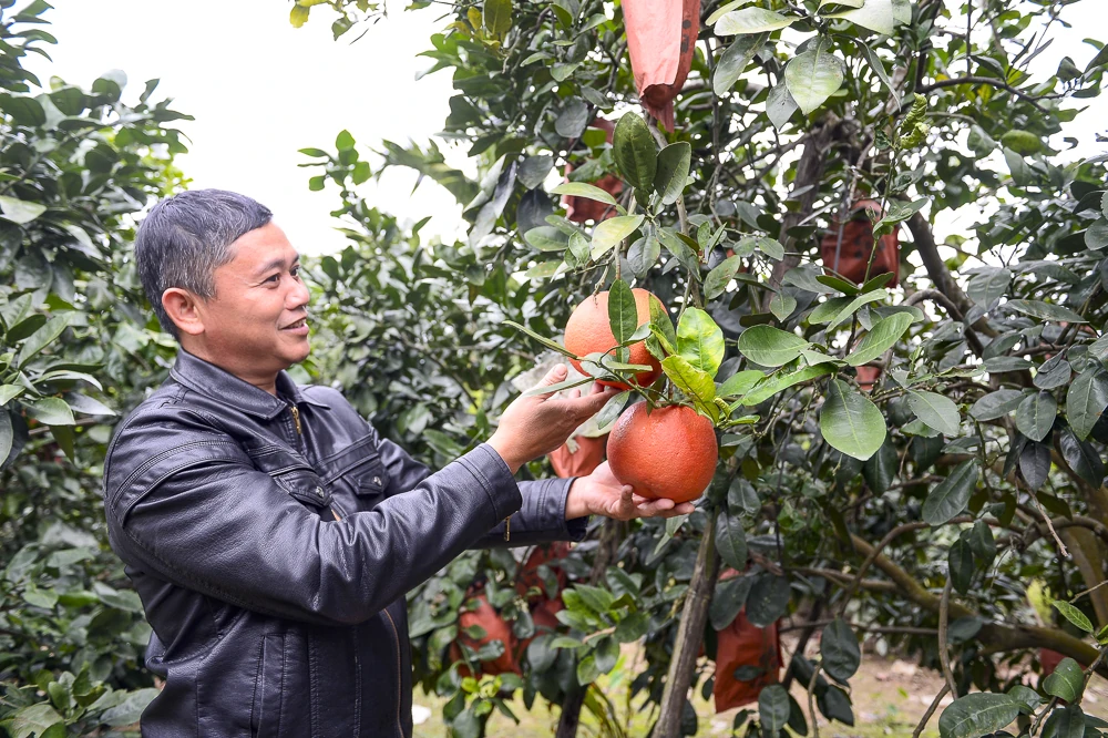 Bưởi đỏ tiến vua vào vụ Tết, khách đặt mua từ sớm