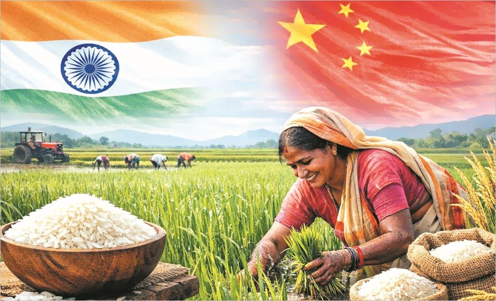 Ấn Độ soán ngôi Trung Quốc trở thành quốc gia sản xuất gạo lớn nhất thế giới