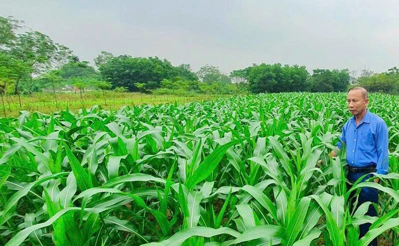 Ngô lai QT55 - “trái ngọt” từ ứng dụng khoa học công nghệ