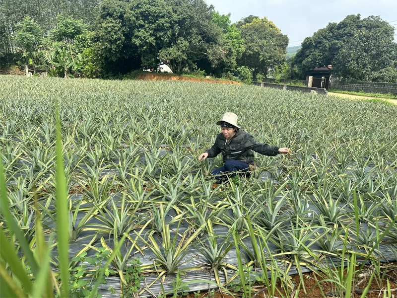 Tạo cơ hội để nông dân vươn lên làm giàu