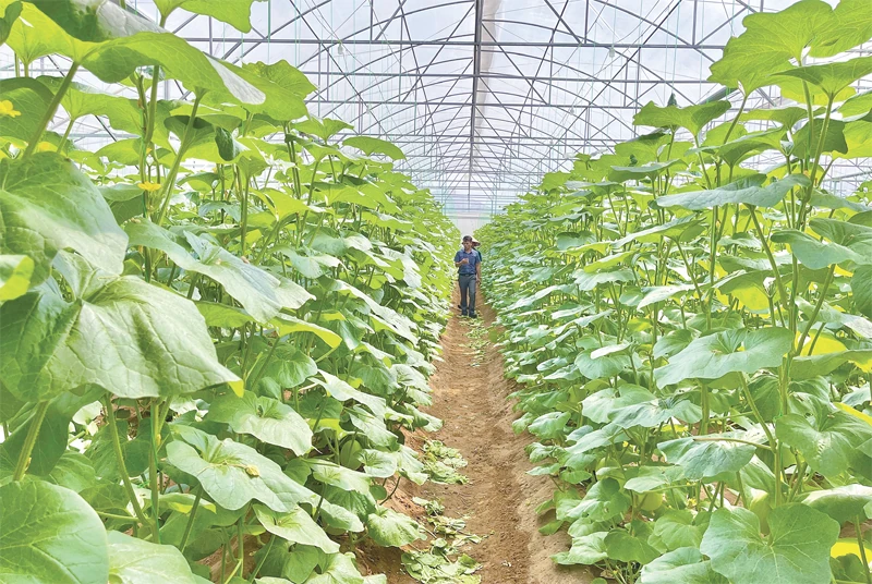 Sức bật nông thôn mới từ các HTX nông nghiệp ứng dụng công nghệ cao