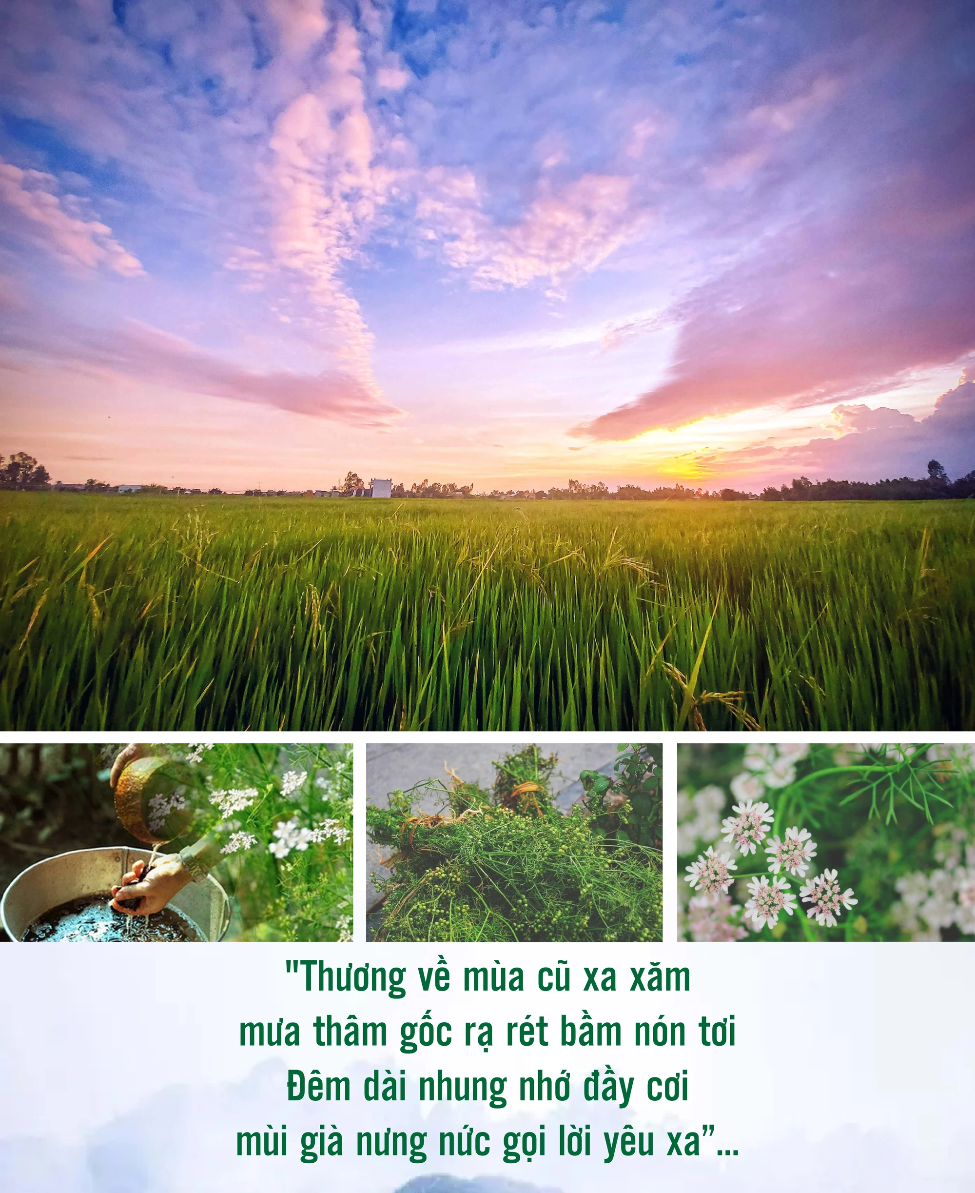 [E-Magazine]: Hương mùi mãi “trinh nguyên”...