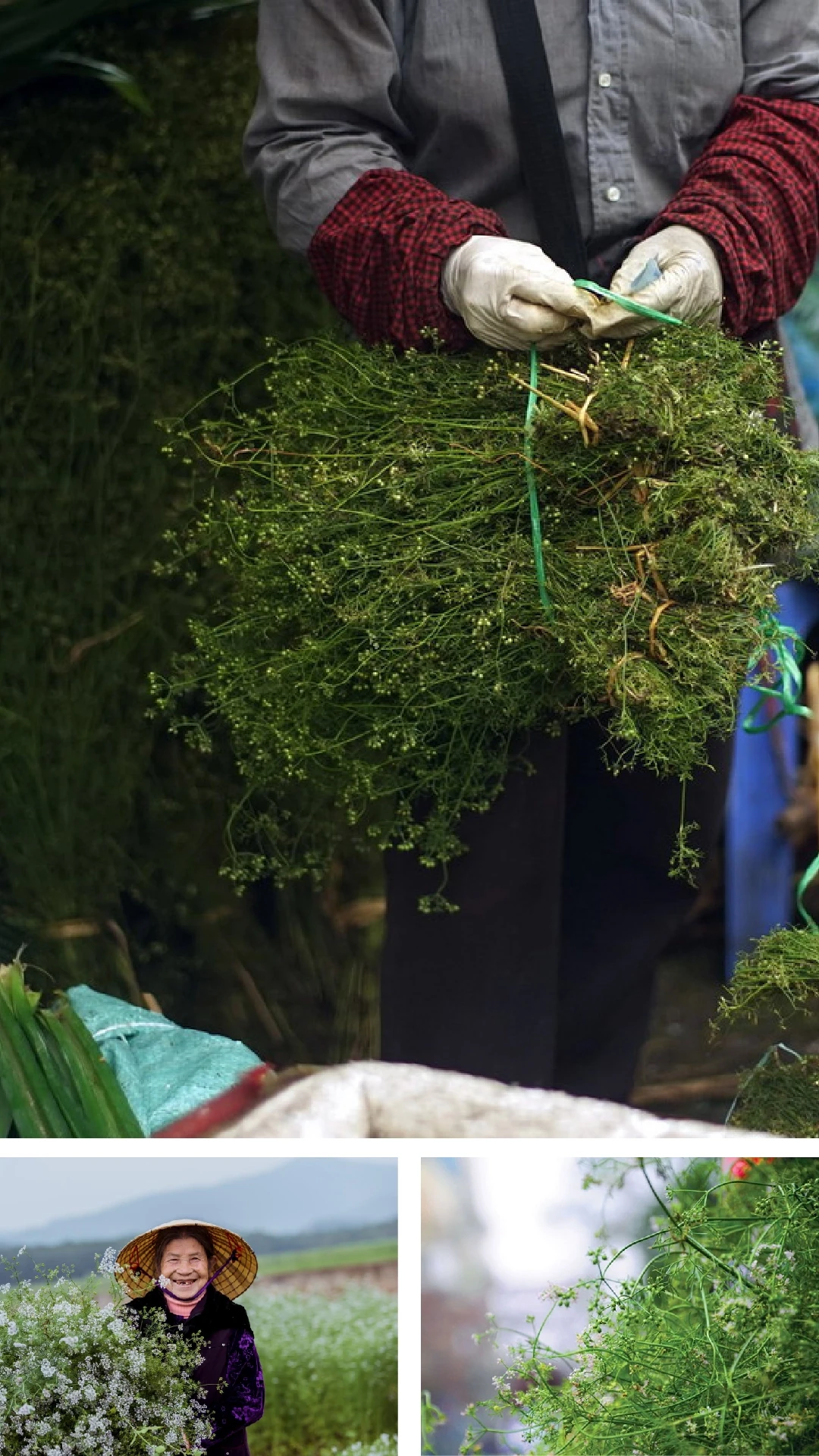 [E-Magazine]: Hương mùi mãi “trinh nguyên”...