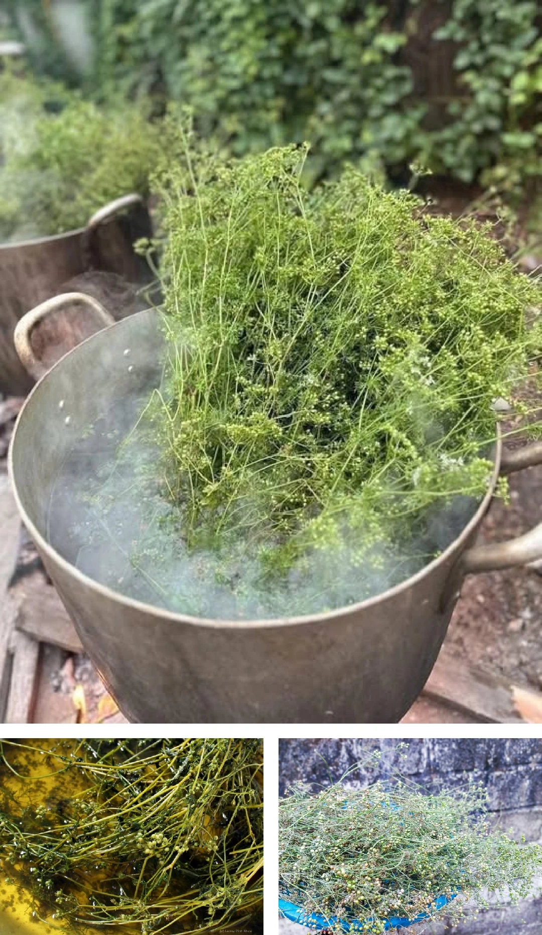 [E-Magazine]: Hương mùi mãi “trinh nguyên”...