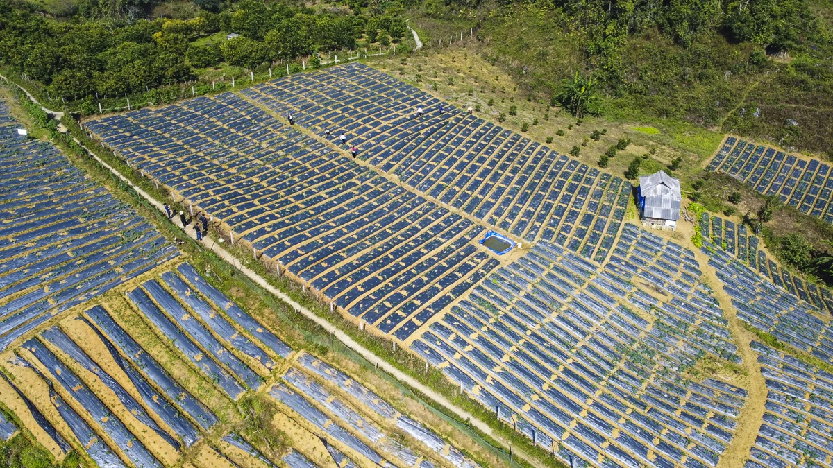 Từ đất dốc Cao Sơn đến vùng dược liệu atiso