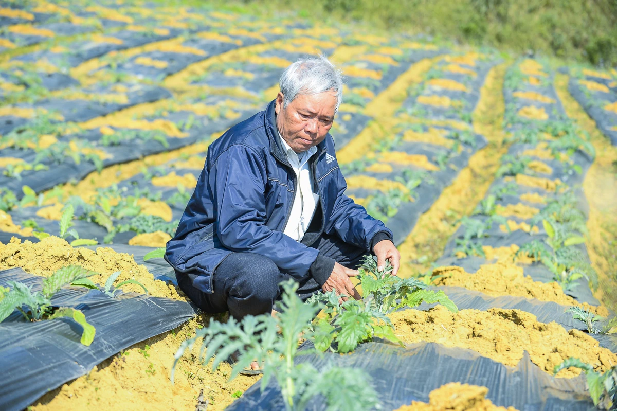 Từ đất dốc Cao Sơn đến vùng dược liệu atiso