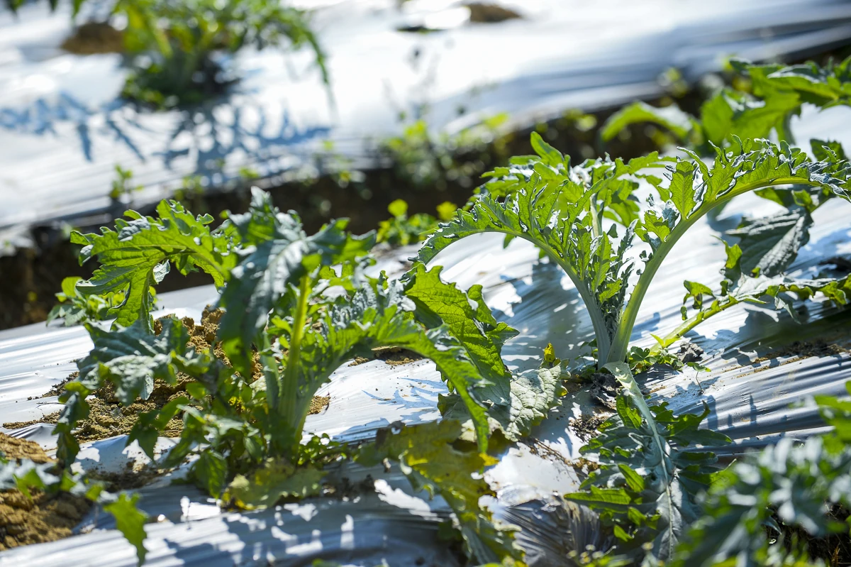 Từ đất dốc Cao Sơn đến vùng dược liệu atiso