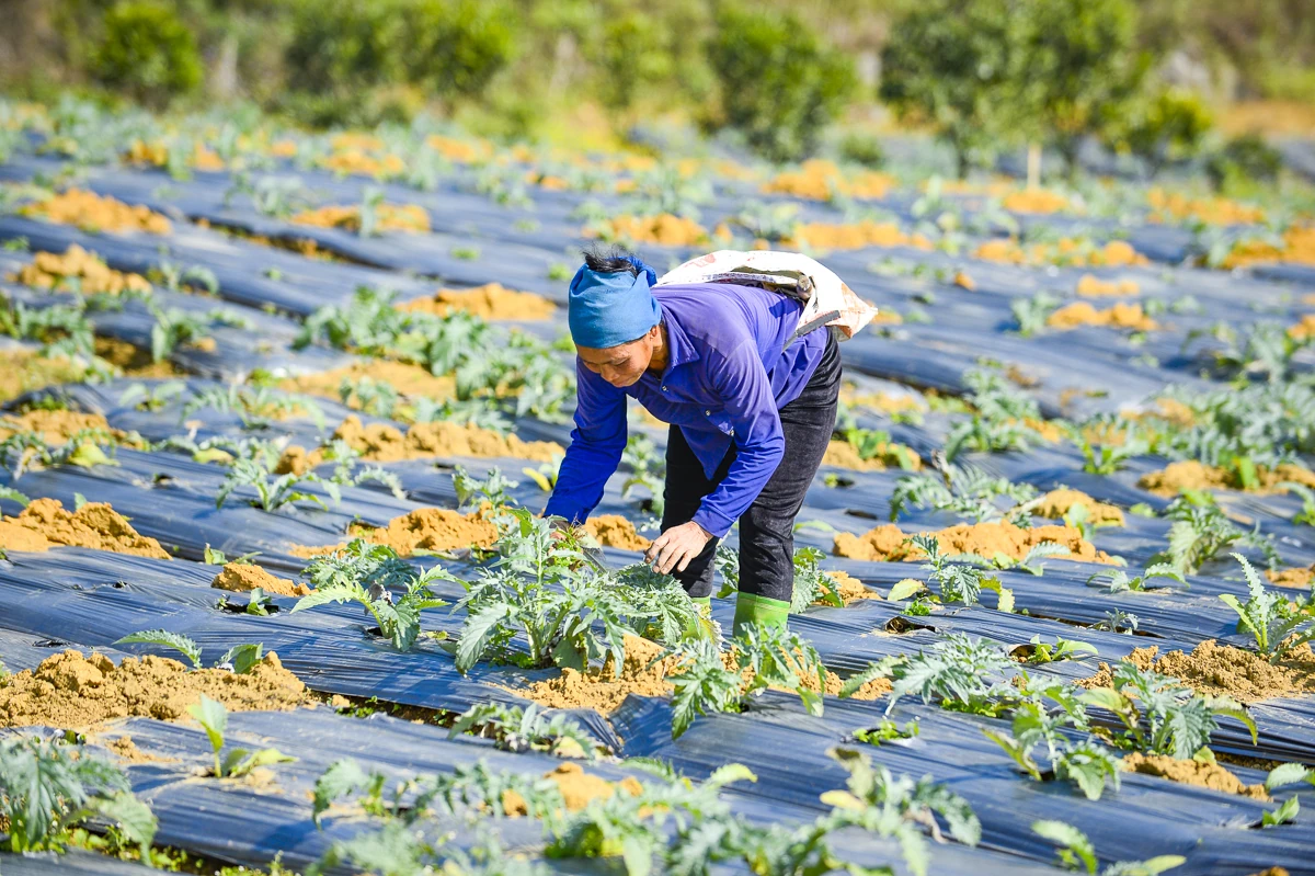 Từ đất dốc Cao Sơn đến vùng dược liệu atiso