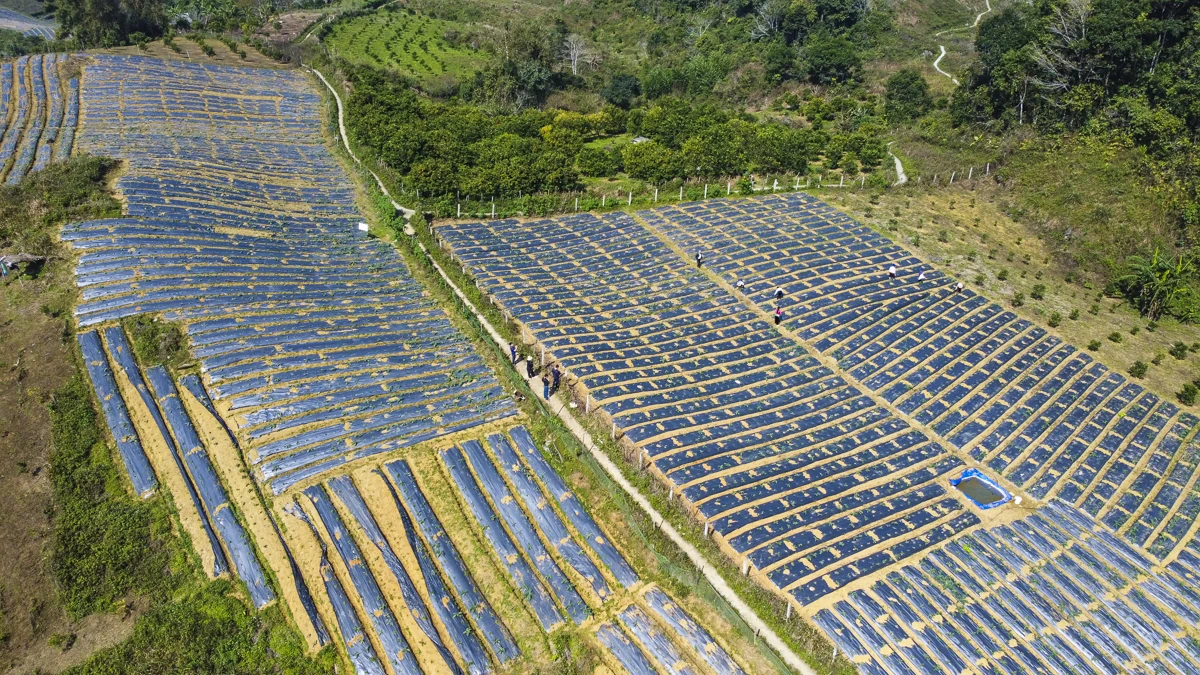 Từ đất dốc Cao Sơn đến vùng dược liệu atiso