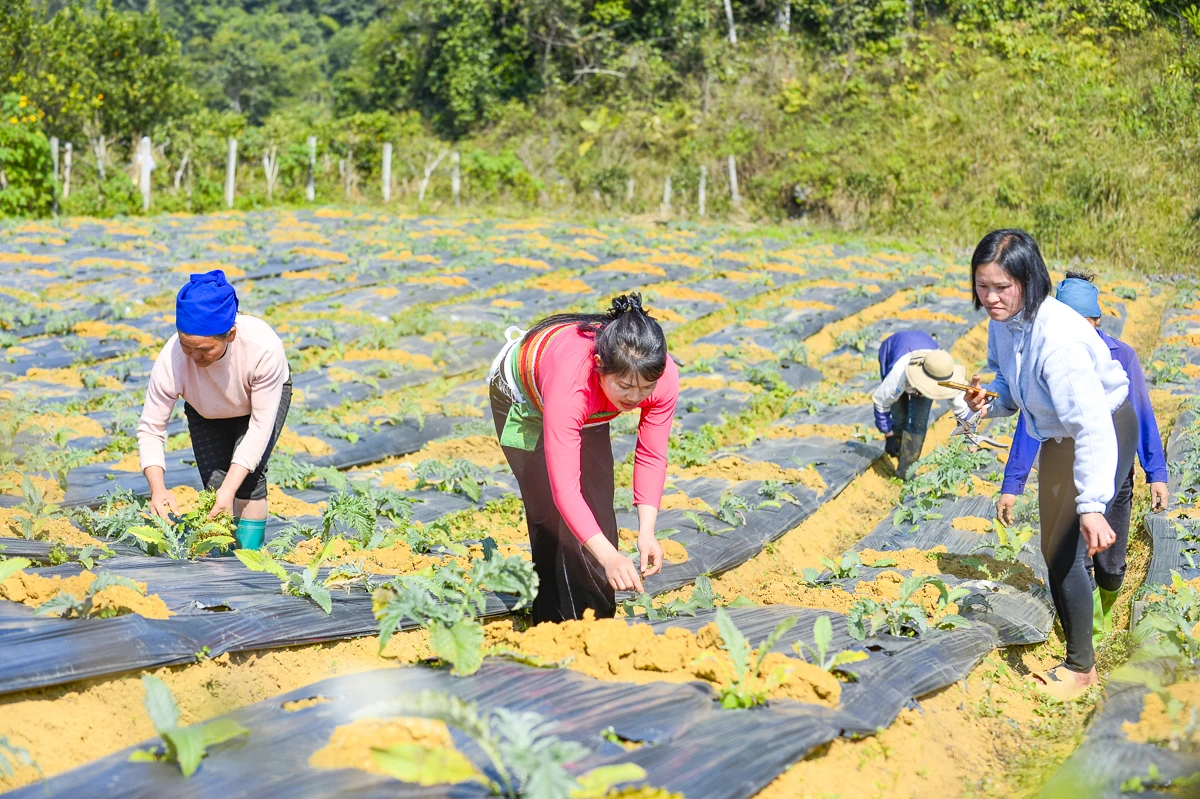 Từ đất dốc Cao Sơn đến vùng dược liệu atiso