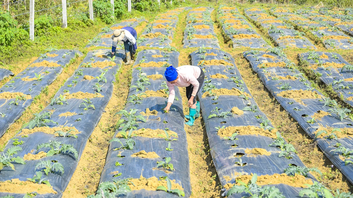 Từ đất dốc Cao Sơn đến vùng dược liệu atiso