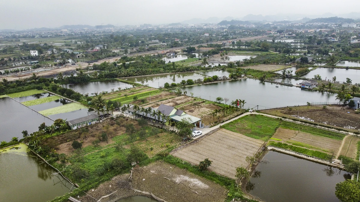 Tôm càng xanh giúp ruộng lúa “sinh lời”