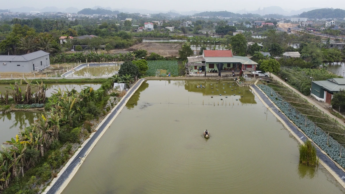Tôm càng xanh giúp ruộng lúa “sinh lời”
