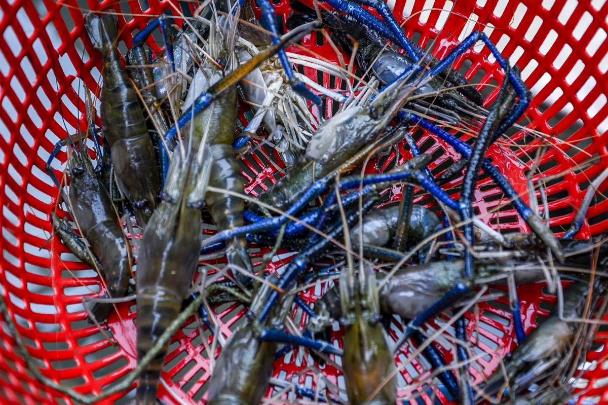 Tôm càng xanh giúp ruộng lúa “sinh lời”