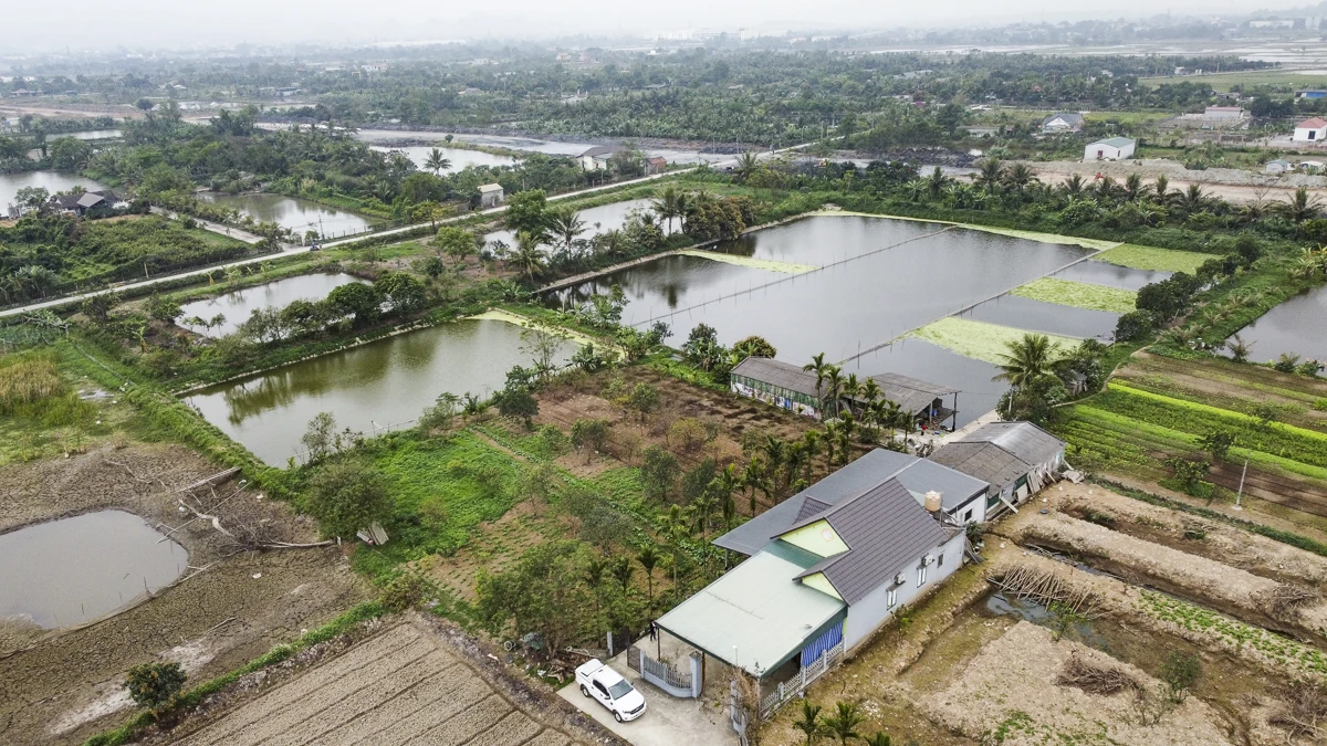 Tôm càng xanh giúp ruộng lúa “sinh lời”