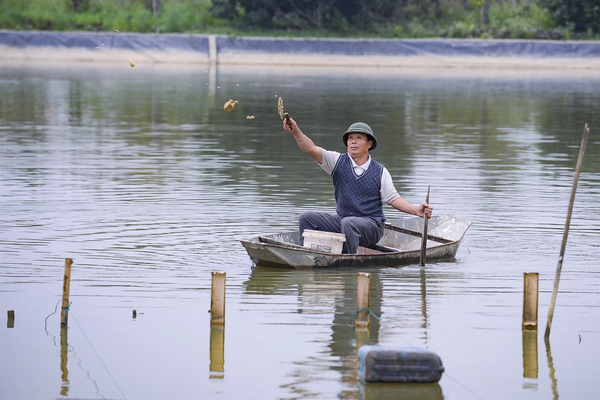 Tôm càng xanh giúp ruộng lúa “sinh lời”