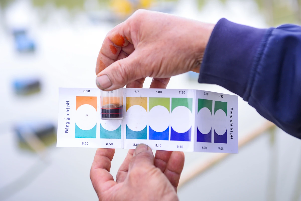 Tôm càng xanh giúp ruộng lúa “sinh lời”