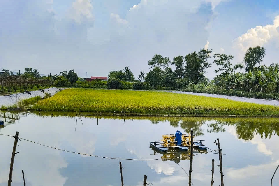 Tôm càng xanh giúp ruộng lúa “sinh lời”