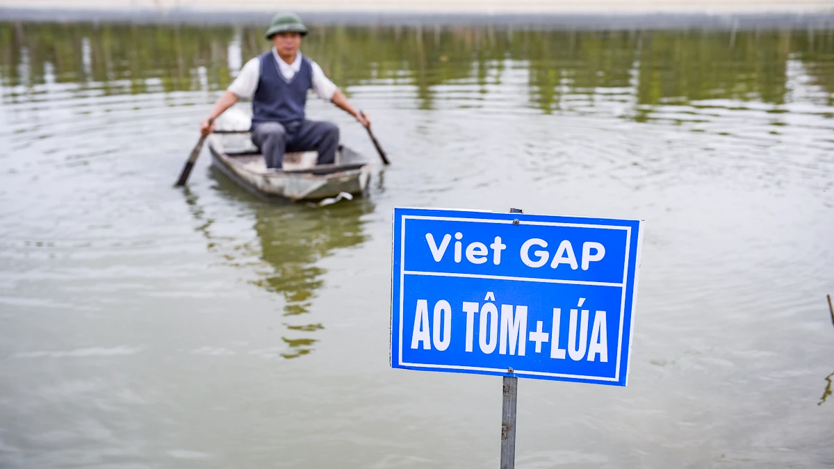 Tôm càng xanh giúp ruộng lúa “sinh lời”