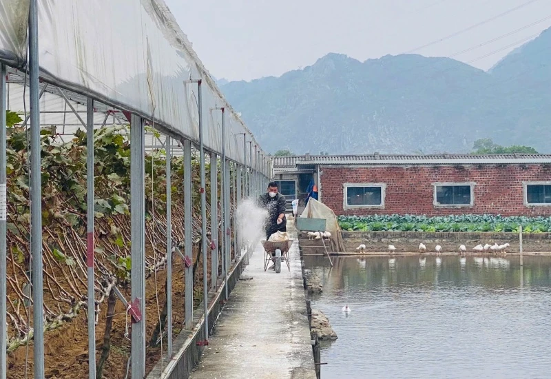 Thanh Hóa công bố hết dịch bệnh tả lợn châu Phi