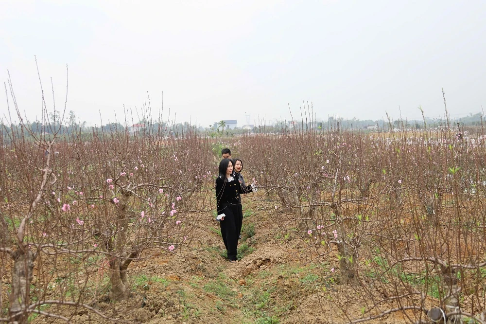 Sẵn sàng cho hội chợ Hoa đào - Hoa cây cảnh xuân Bính Ngọ xã Hợp Tiến