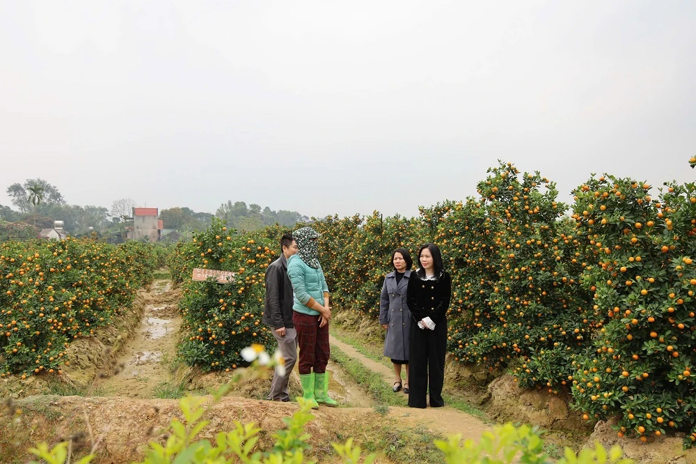 Sẵn sàng cho hội chợ Hoa đào - Hoa cây cảnh xuân Bính Ngọ xã Hợp Tiến