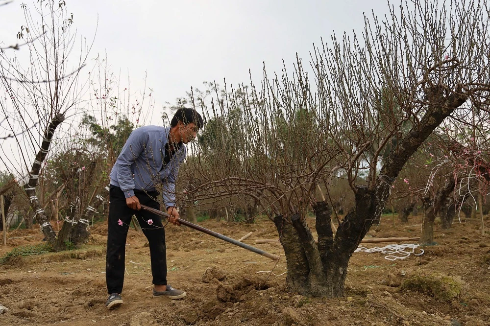 Sẵn sàng cho hội chợ Hoa đào - Hoa cây cảnh xuân Bính Ngọ xã Hợp Tiến
