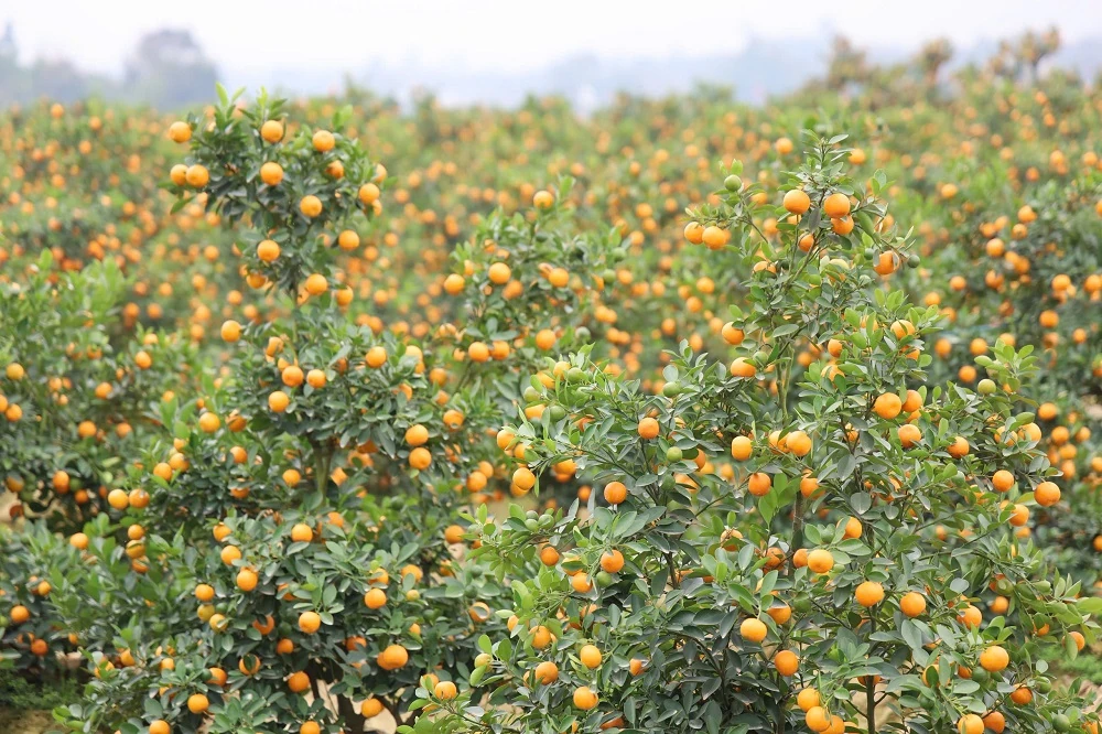 Sẵn sàng cho hội chợ Hoa đào - Hoa cây cảnh xuân Bính Ngọ xã Hợp Tiến