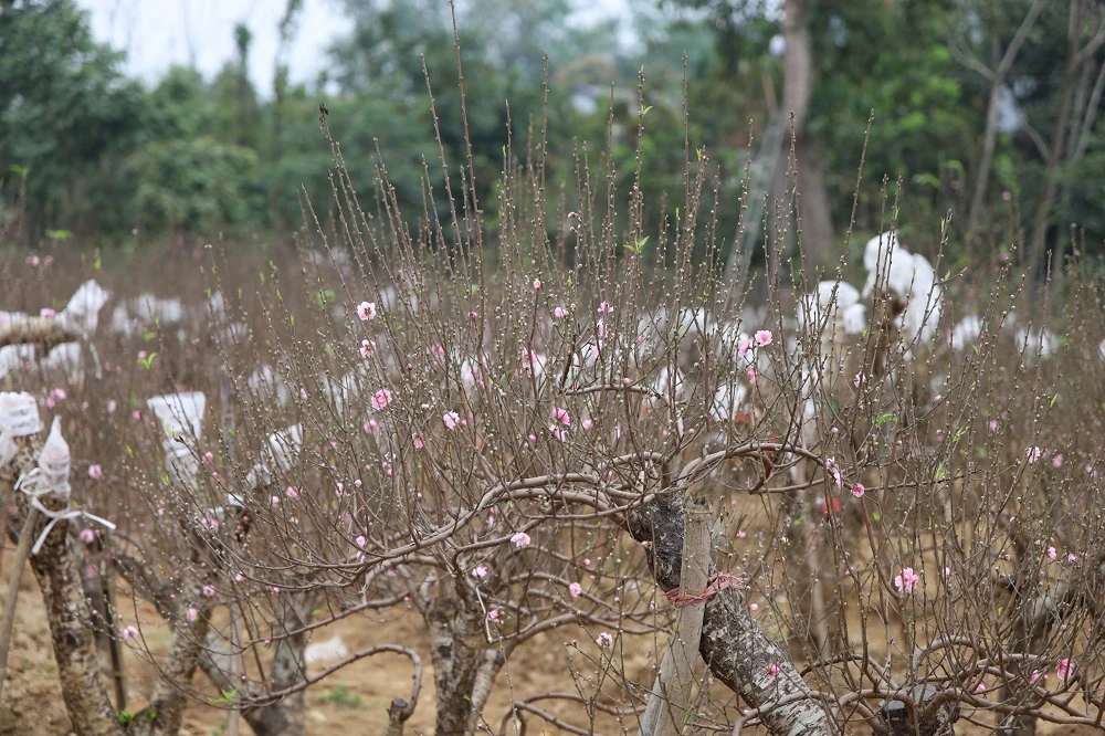 Sẵn sàng cho hội chợ Hoa đào - Hoa cây cảnh xuân Bính Ngọ xã Hợp Tiến