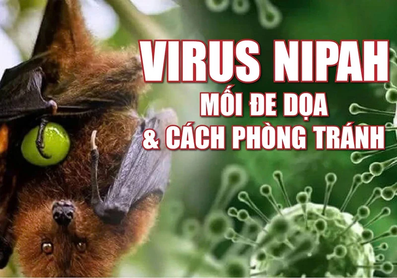 Virus Nipah - Mối đe dọa và cách phòng tránh