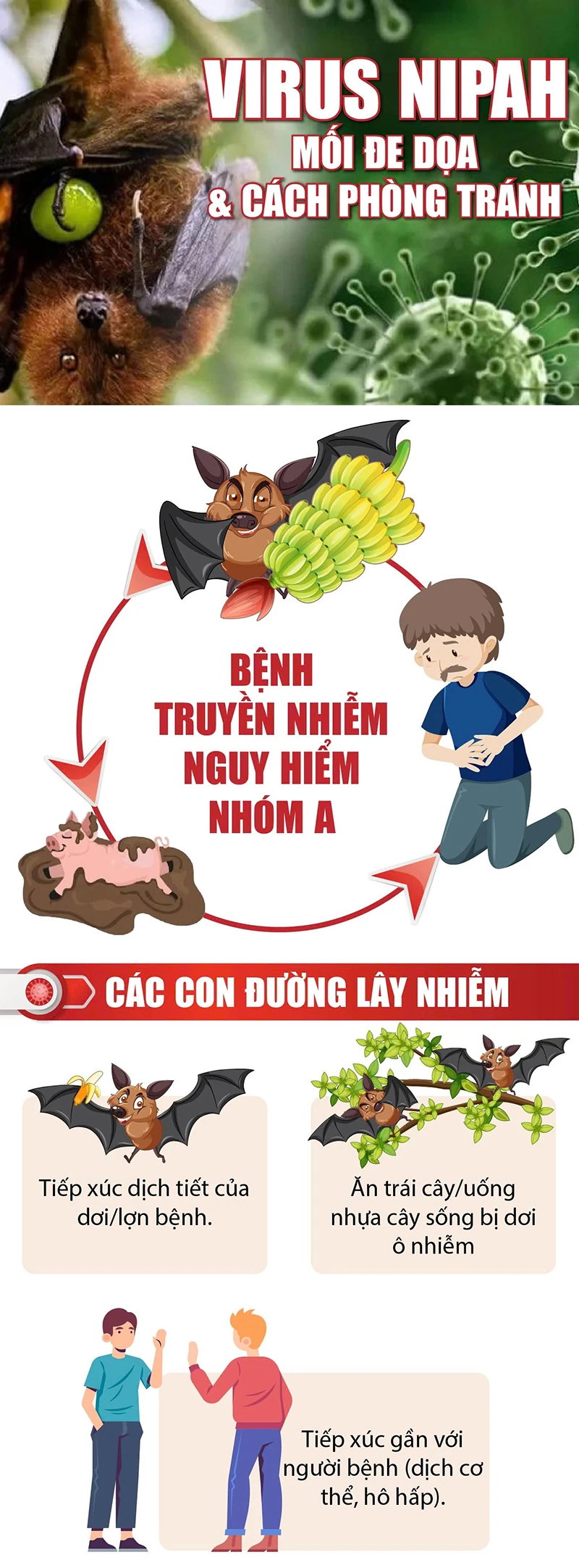 Virus Nipah - Mối đe dọa và cách phòng tránh
