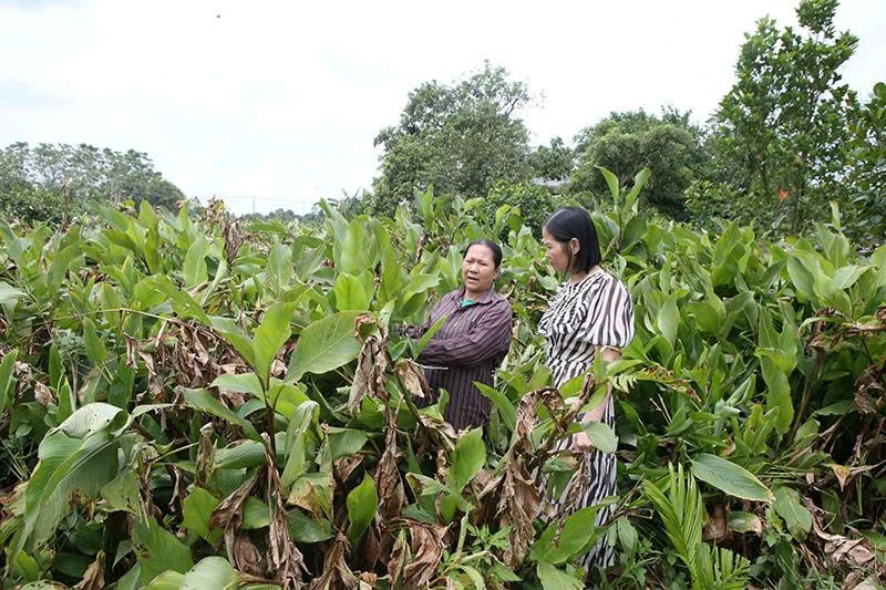 Gỡ khó để phát triển bền vững chuỗi liên kết, tiêu thụ sản phẩm OCOP