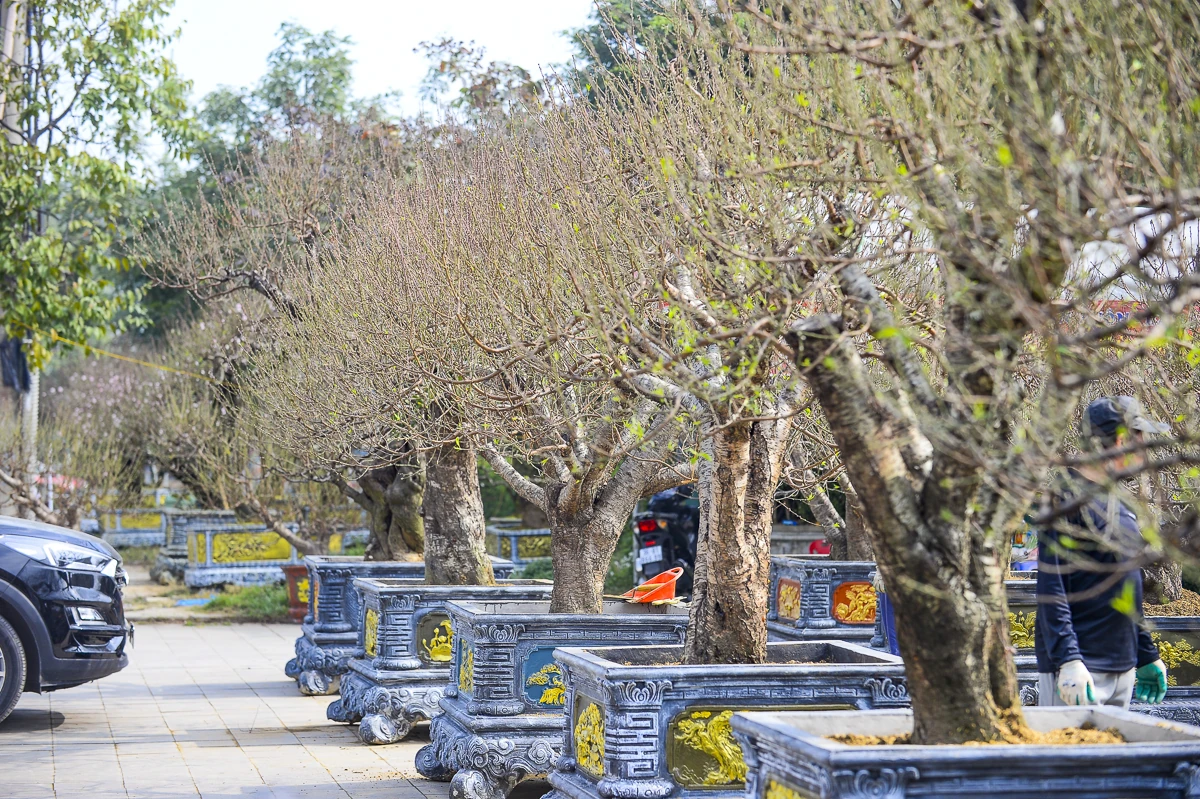 Đào cổ thụ về phố, tạo điểm nhấn thị trường hoa Tết xứ Thanh