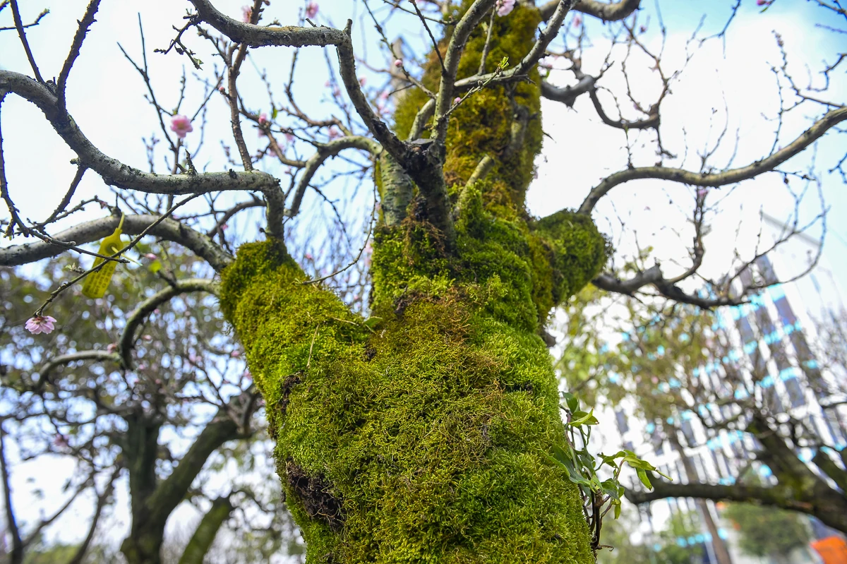 Đào cổ thụ về phố, tạo điểm nhấn thị trường hoa Tết xứ Thanh