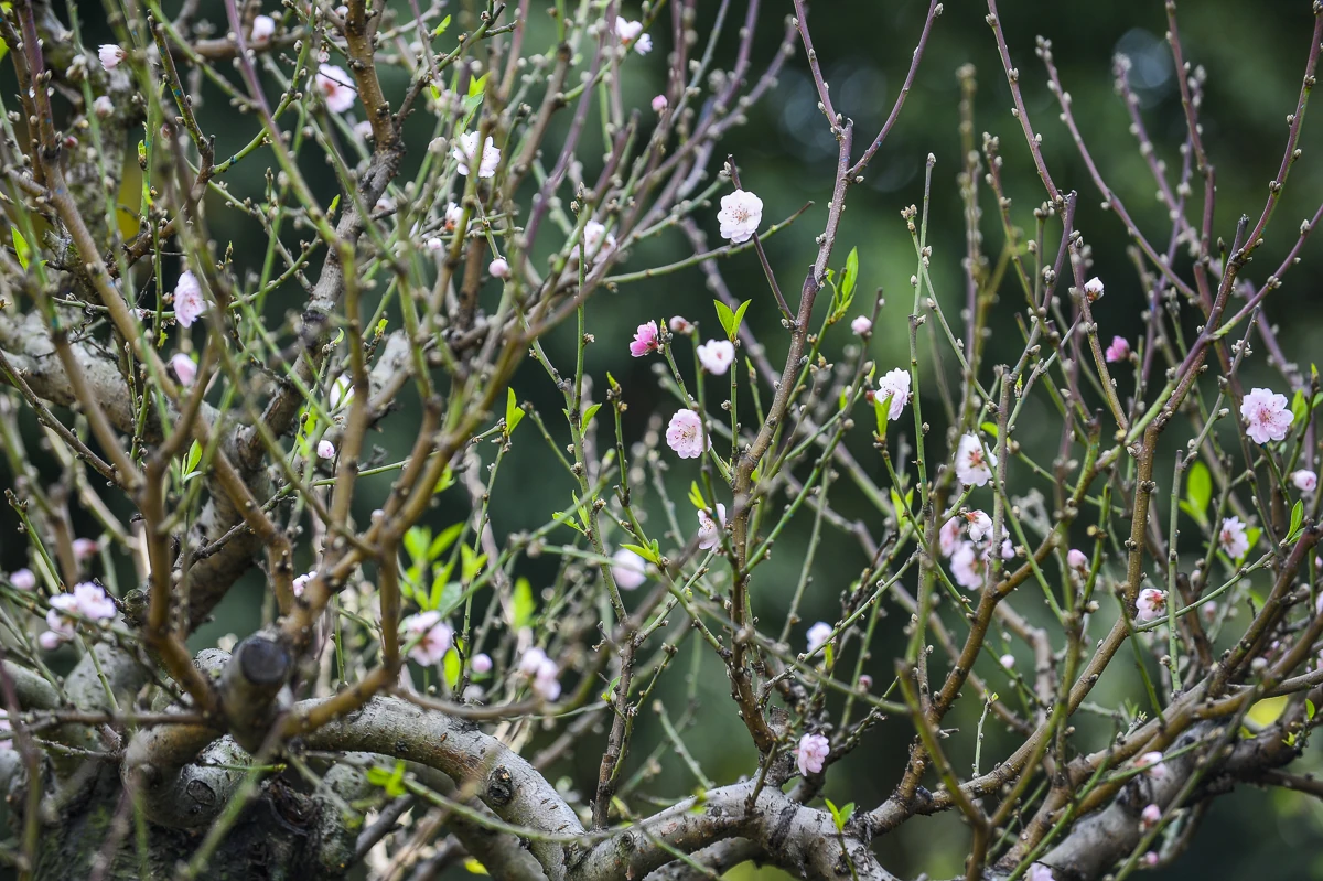 Đào cổ thụ về phố, tạo điểm nhấn thị trường hoa Tết xứ Thanh