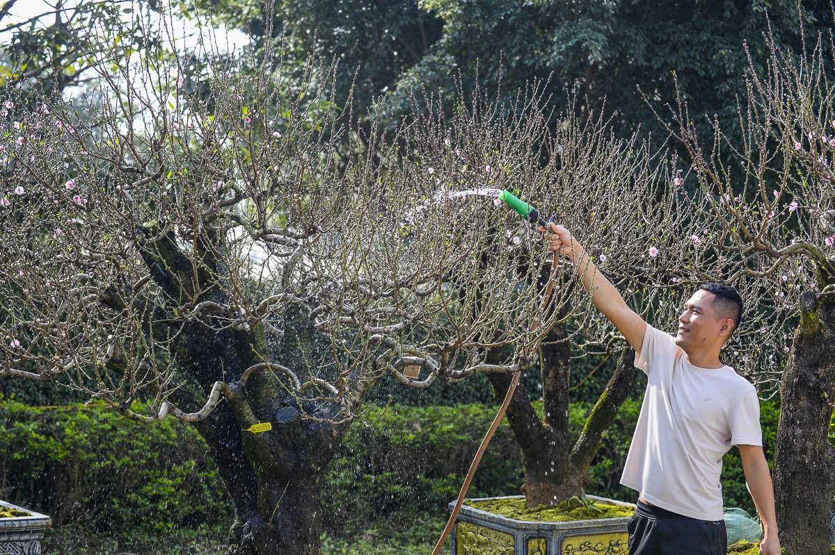 Đào cổ thụ về phố, tạo điểm nhấn thị trường hoa Tết xứ Thanh